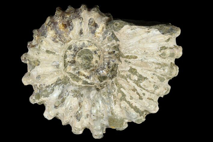 Bumpy Ammonite (Douvilleiceras) Fossil - Madagascar #115600